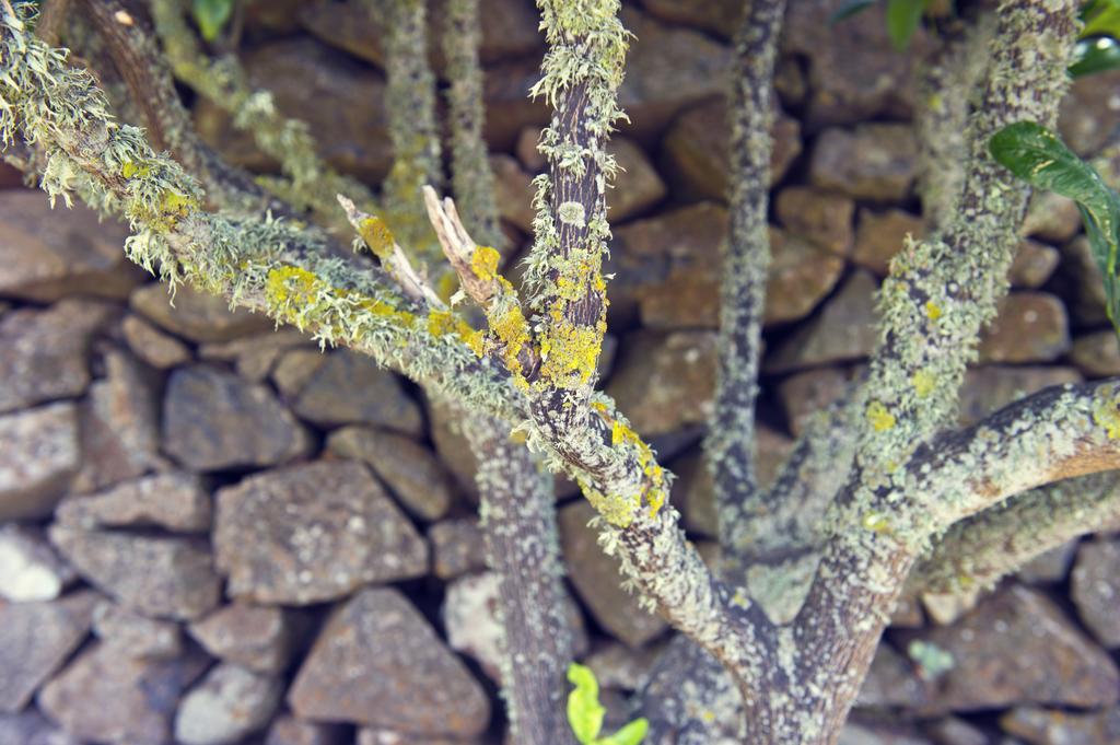 Finca Los Geranios Las Mercedes Zewnętrze zdjęcie